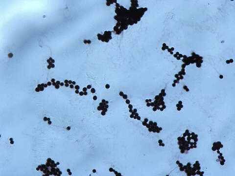 Image of Cryptococcus