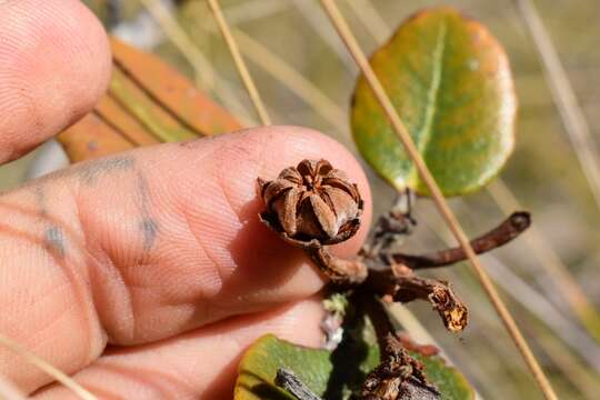 Image of Lyonia heptamera Urb.