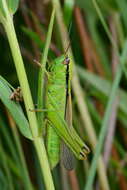 Plancia ëd Mecostethus parapleurus parapleurus (Hagenbach 1822)