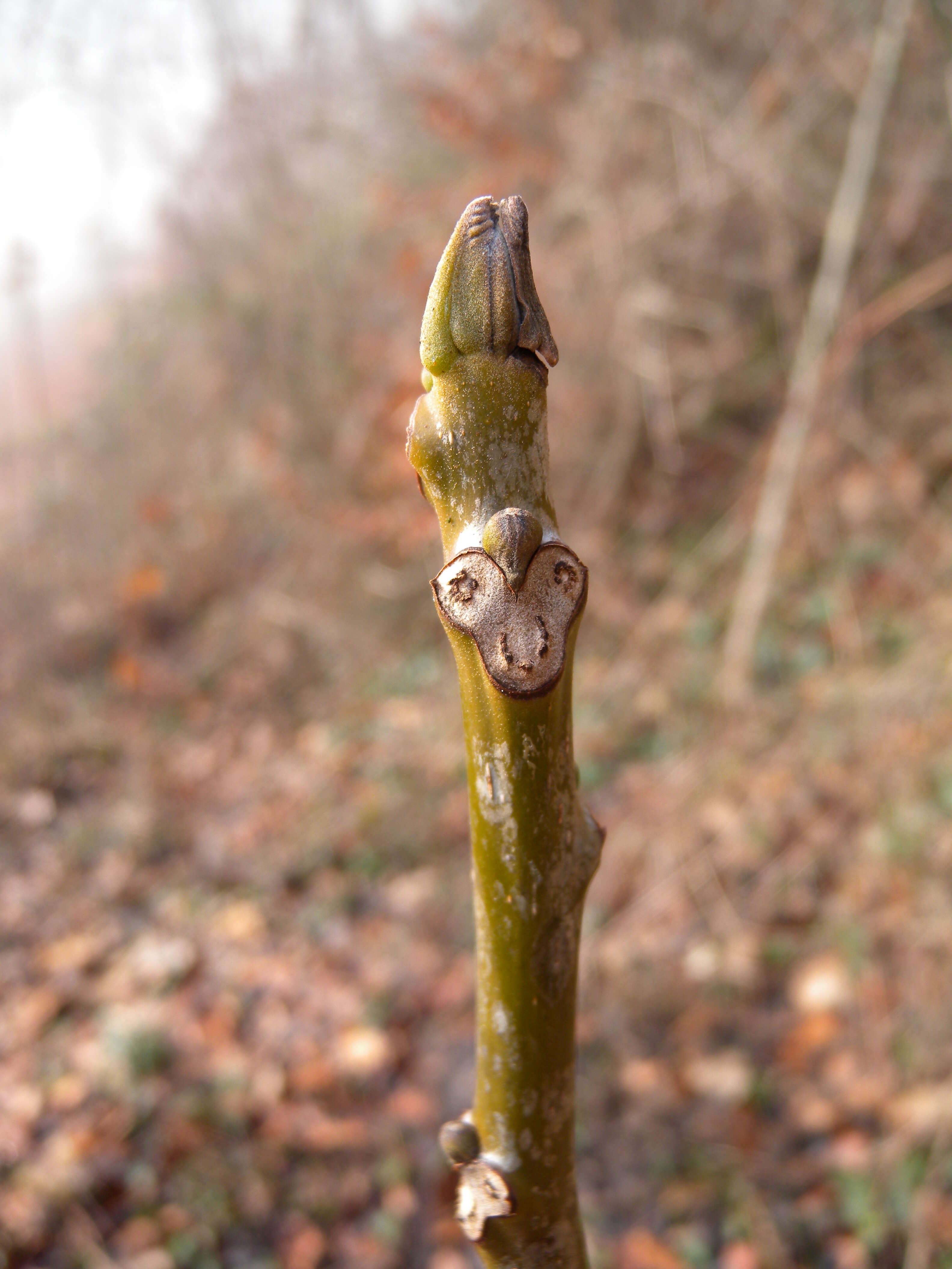 Image of Common walnut