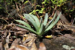 Image of smallflower century plant