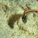 Image of Red-spot cardinalfish