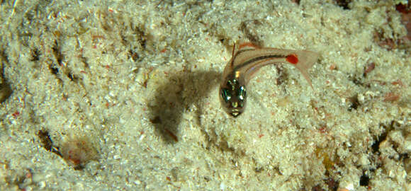 Image of Red-spot cardinalfish