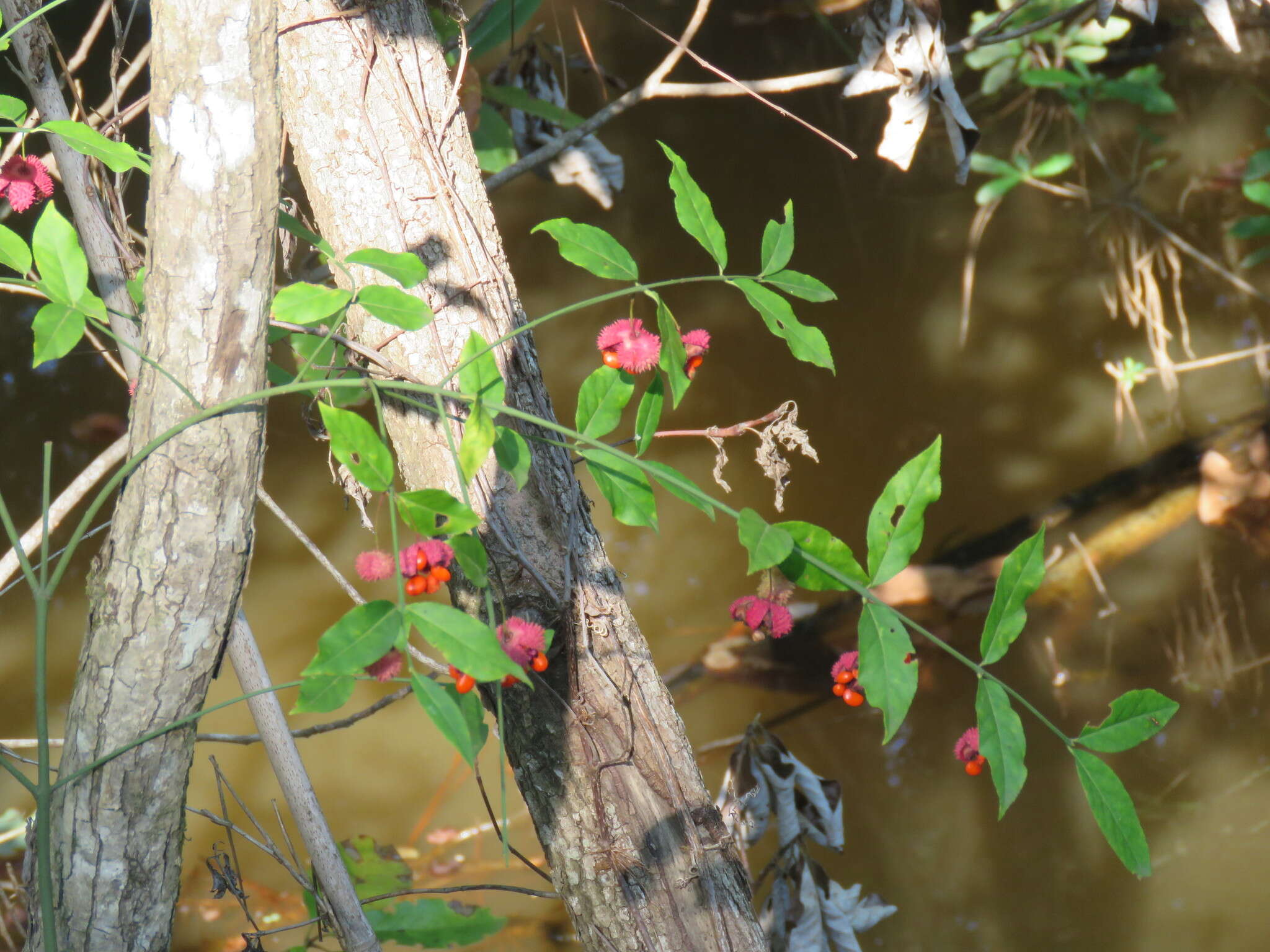 Euonymus americanus L. resmi