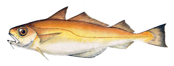 Image of poor cod