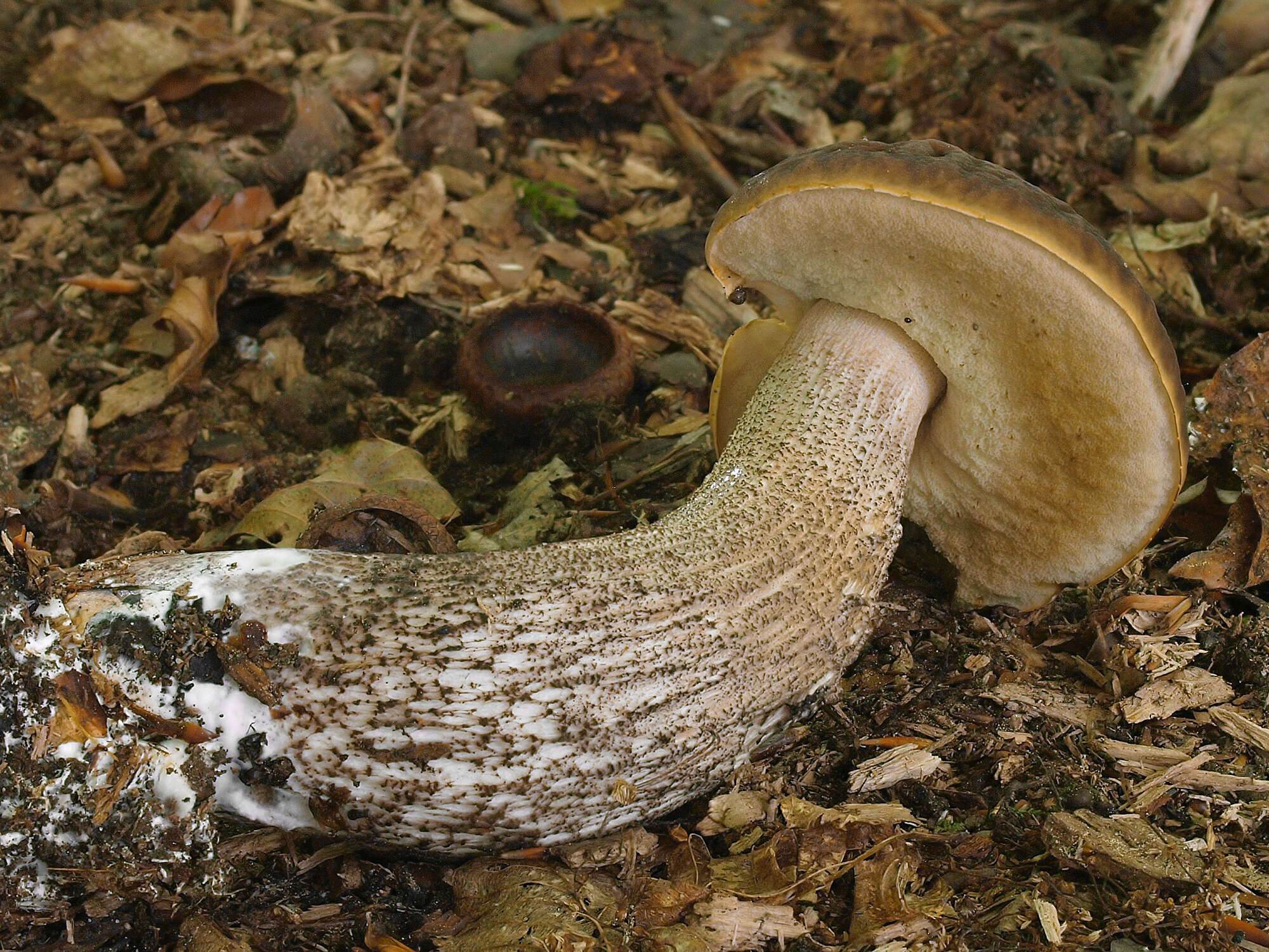 Image of Leccinellum griseum (Quél.) Bresinsky & Manfr. Binder 2003