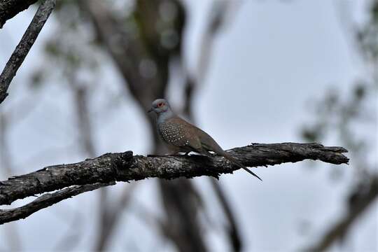 Image of Diamond Dove