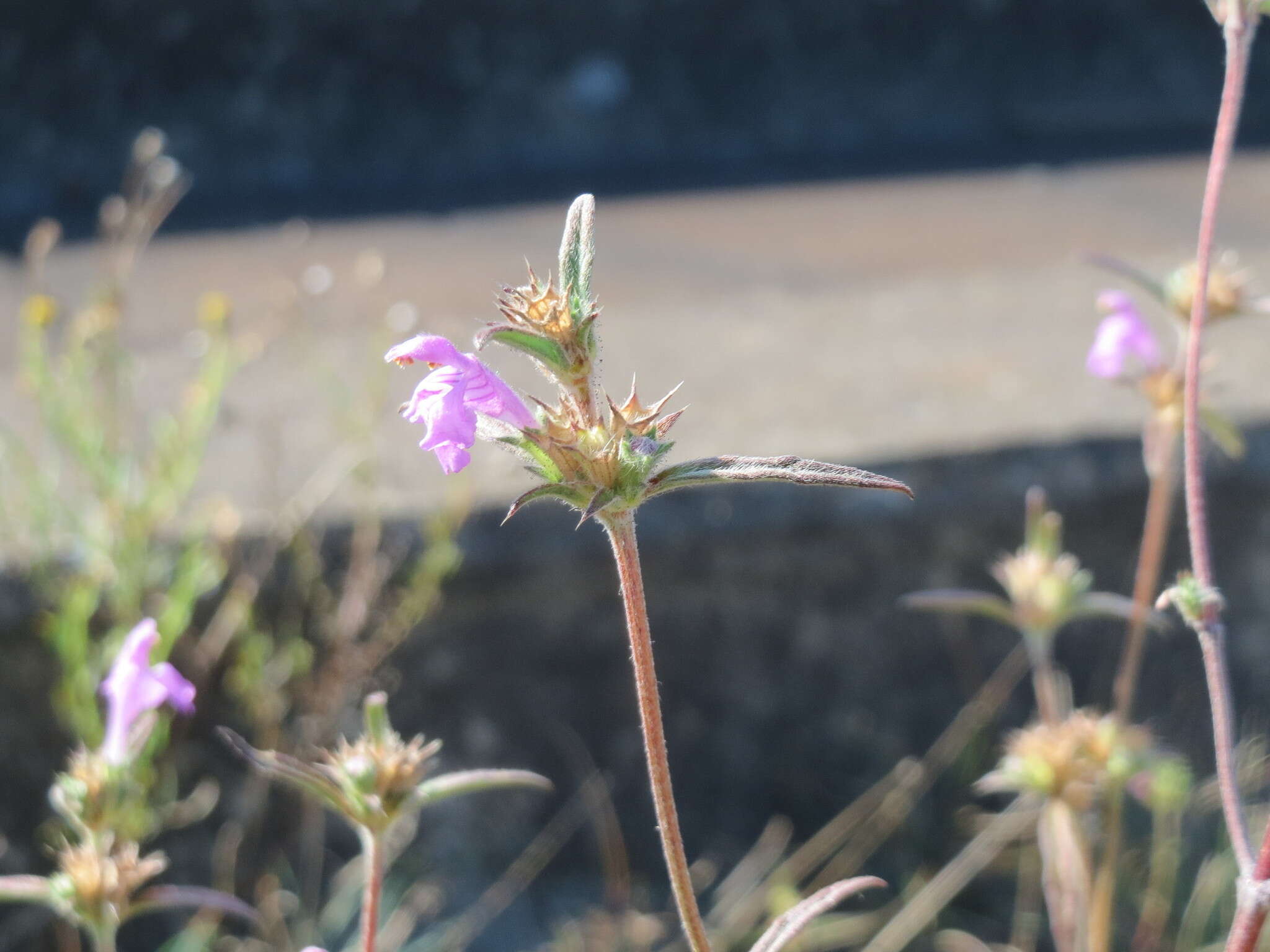 Imagem de Galeopsis angustifolia Ehrh. ex Hoffm.