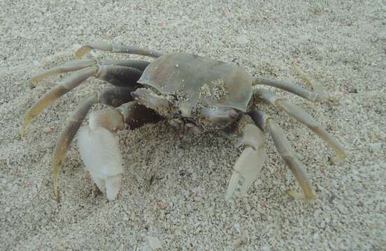 Image of Horned Ghost Crab