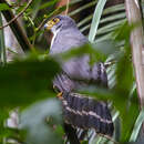 Image of Slaty-backed Forest Falcon