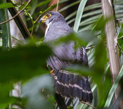 Image of Slaty-backed Forest Falcon