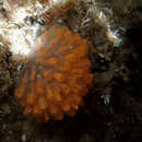 Imagem de Stomozoa australiensis Kott 1990