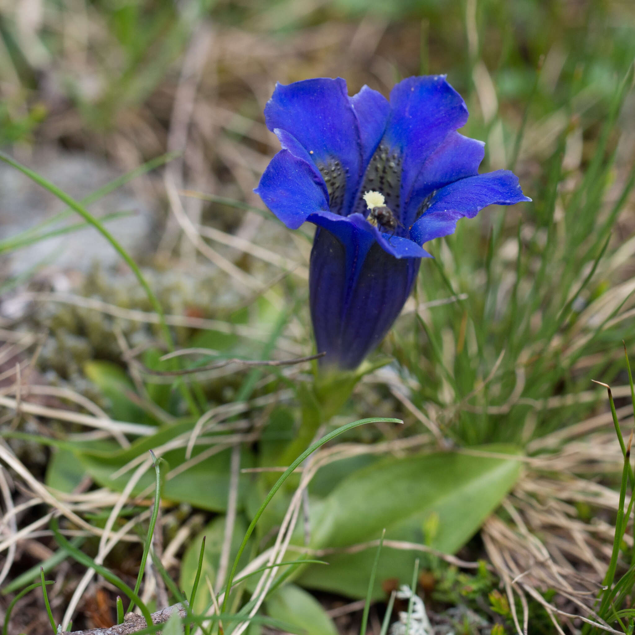 Image of Stemless Gentian