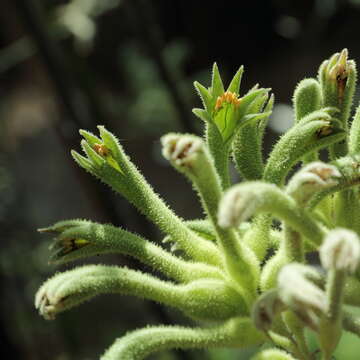 Image of Anigozanthos flavidus Redouté