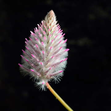 Image of Ptilotus nobilis F. Müll.