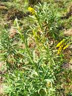 Image of Southern Goldenrod