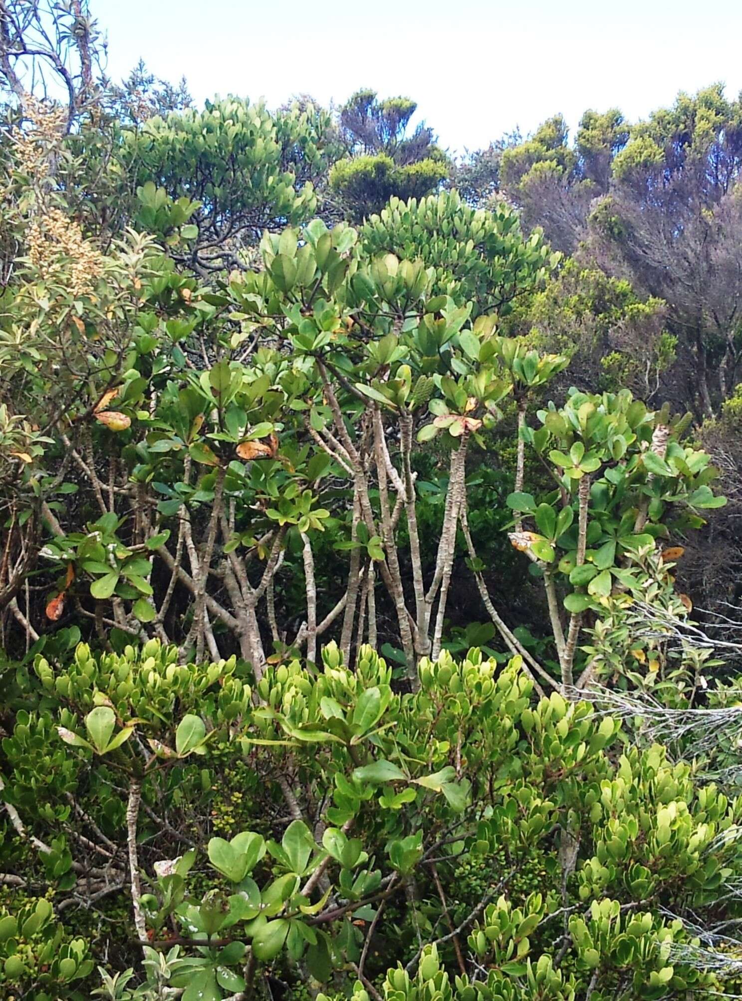 Image of Cussonia thyrsiflora Thunb.