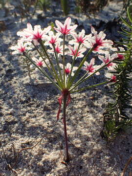 Hessea cinnamomea (L'Hér.) T. Durand & Schinz resmi