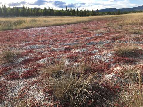 Image of red samphire