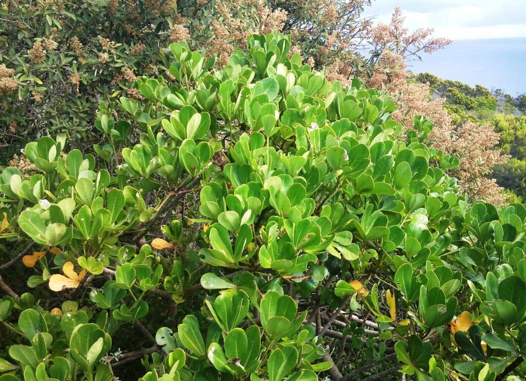 Image of Cussonia thyrsiflora Thunb.