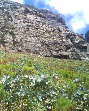 Image de Protea nitida Mill.