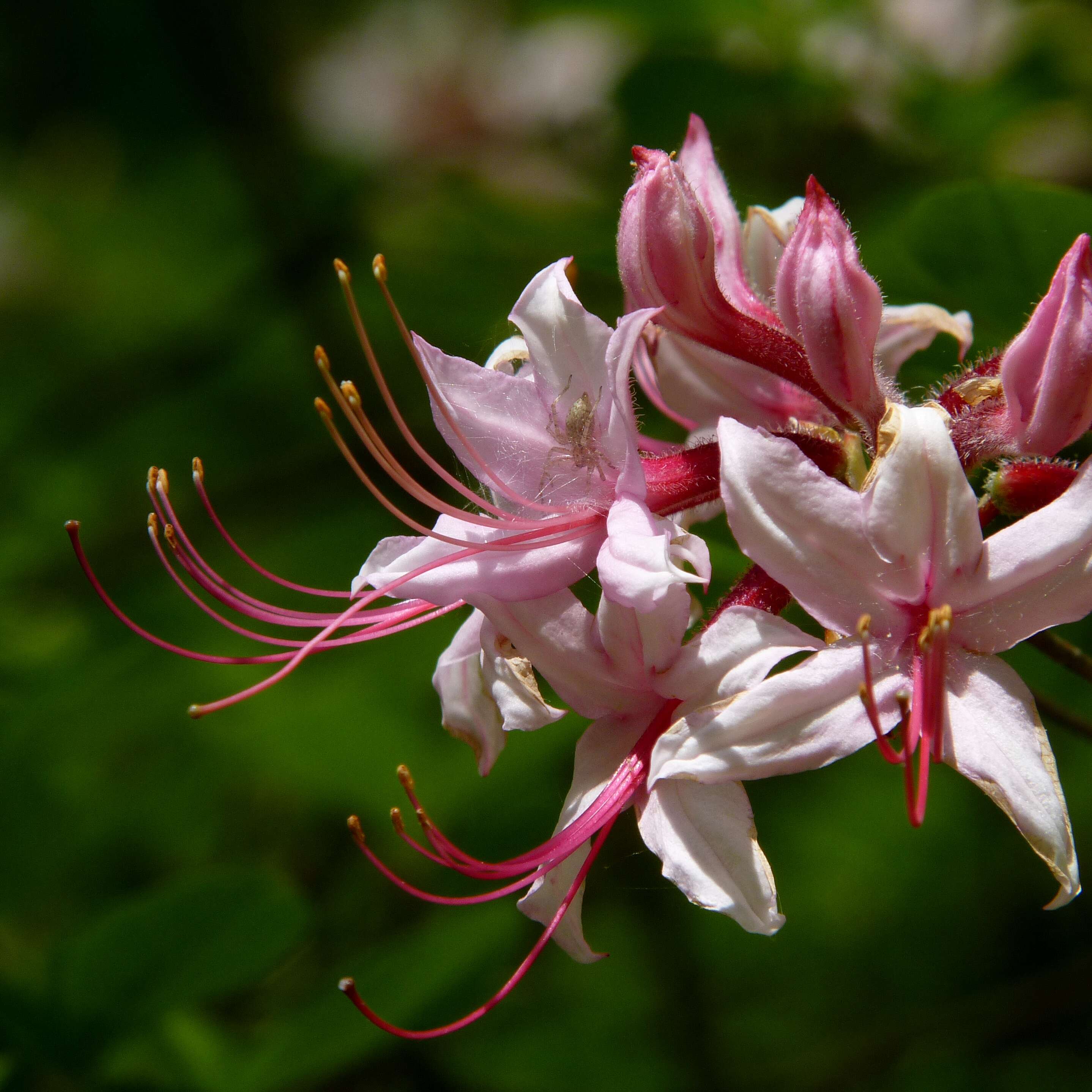 Image of pink azalea