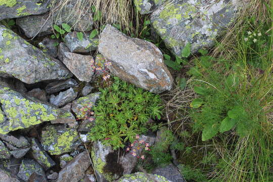 Image of Saxifraga kolenatiana Regel