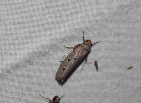 Image of Ethmia circumdatella Walker 1863