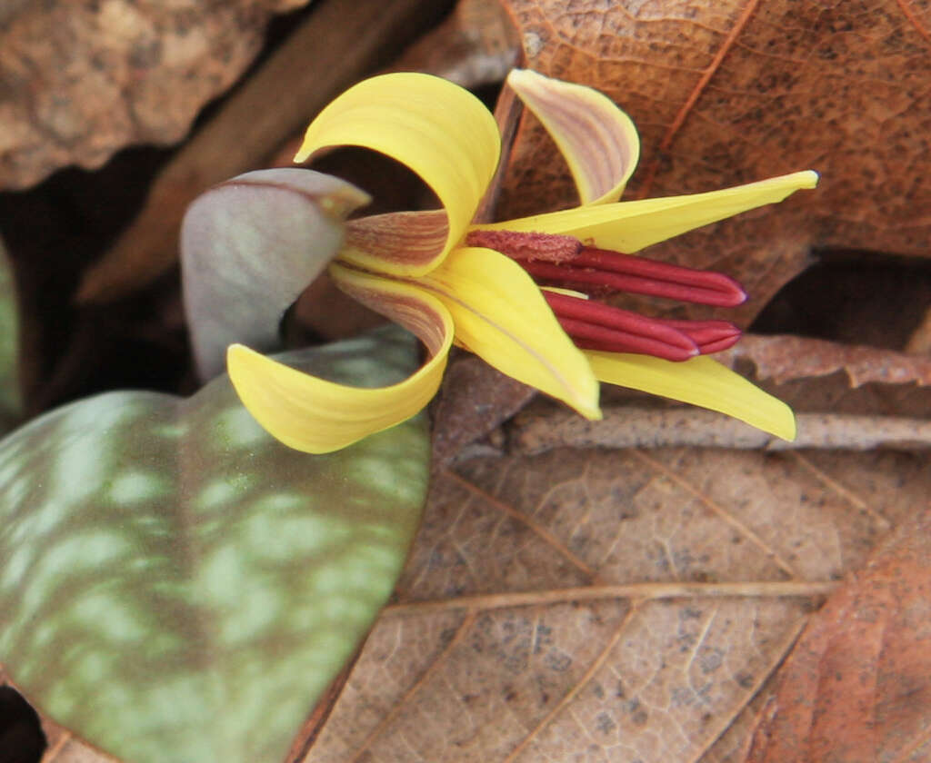 Image of dogtooth violet