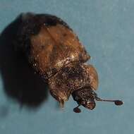 Image of Sap beetle