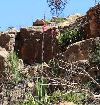 Imagem de Watsonia vanderspuyae L. Bolus