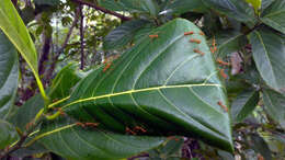 Image of jackfruit