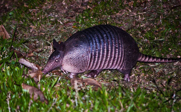 Image of long-nosed armadillos