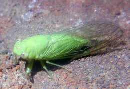 Taurella viridis (Ashton 1912)的圖片