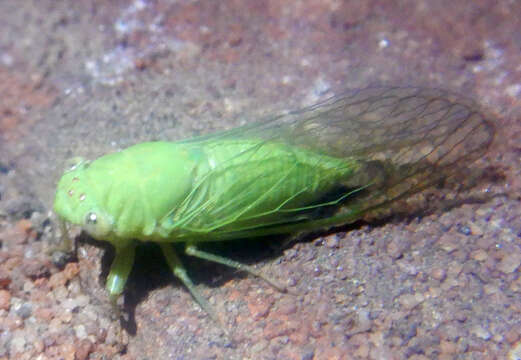 Taurella viridis (Ashton 1912)的圖片