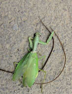 Image of giant Asian mantis