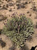 Sivun Salvia pachyphylla subsp. meridionalis R. M. Taylor kuva