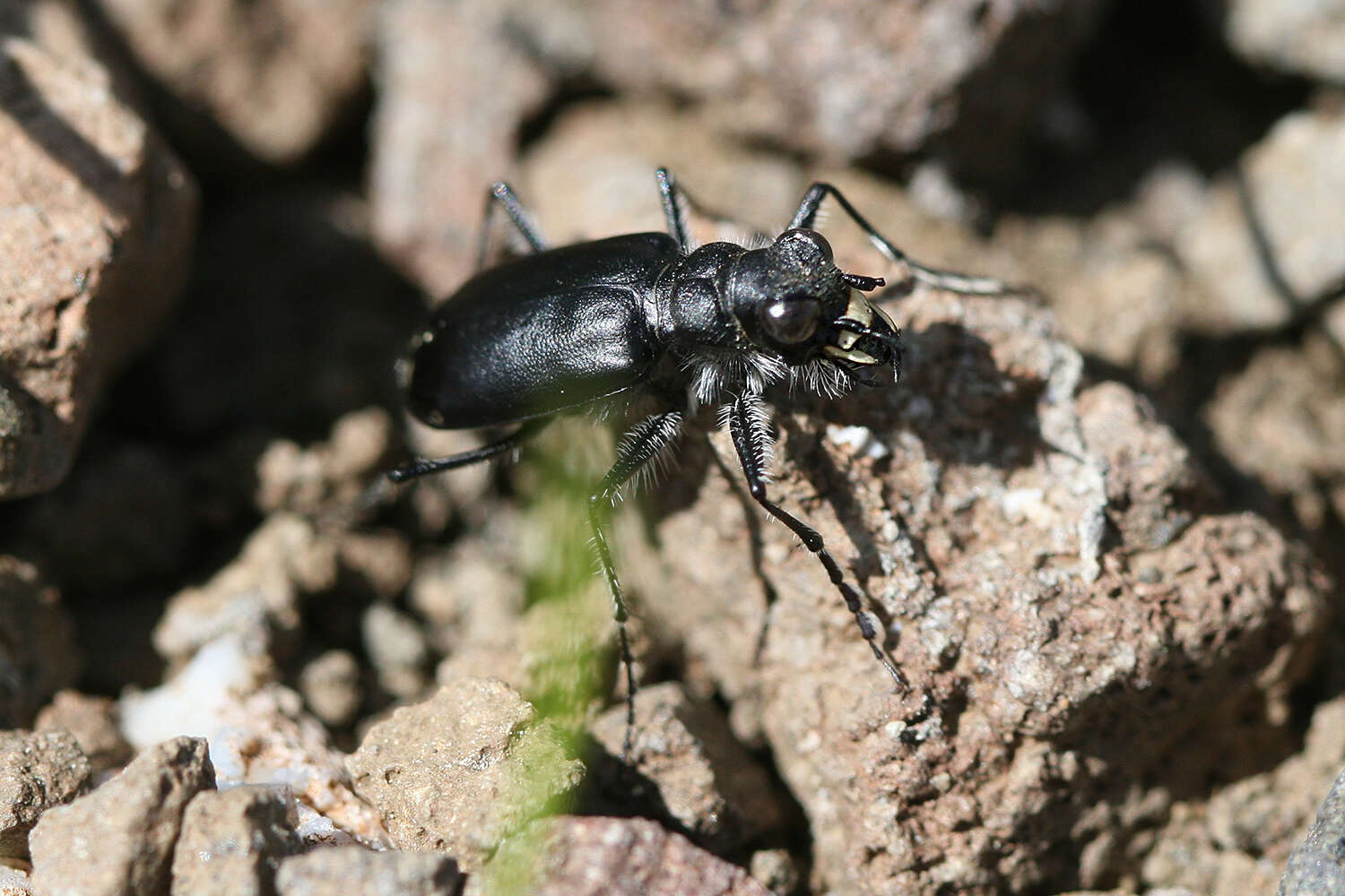 Image of Cicindela (Cicindela) plutonica Casey 1897