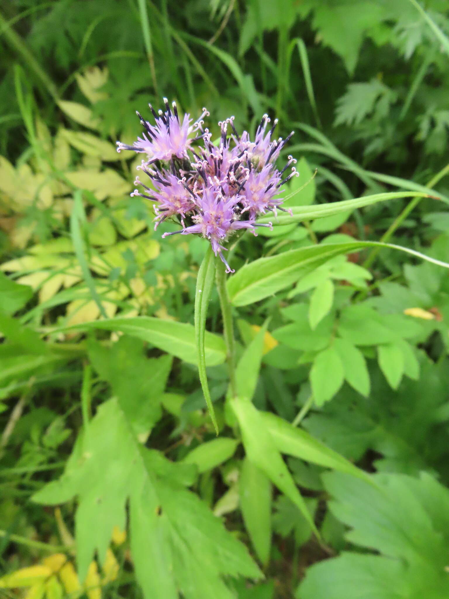 Image of Saussurea nuda var. oxyodonta (Hult.) Worosch.