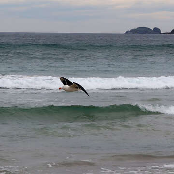 صورة Larus pacificus pacificus Latham 1801