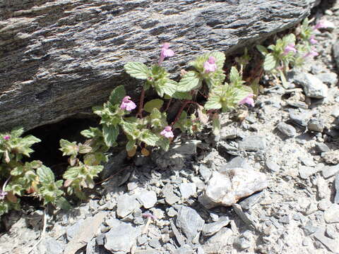 Image of Galeopsis pyrenaica Bartl.