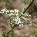 Слика од Pimpinella peregrina L.