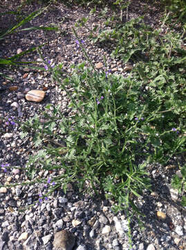 Image of gray vervain