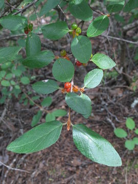 Image of buffalo berry
