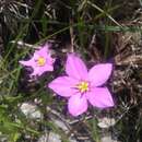 Sabatia grandiflora (Gray) Small resmi