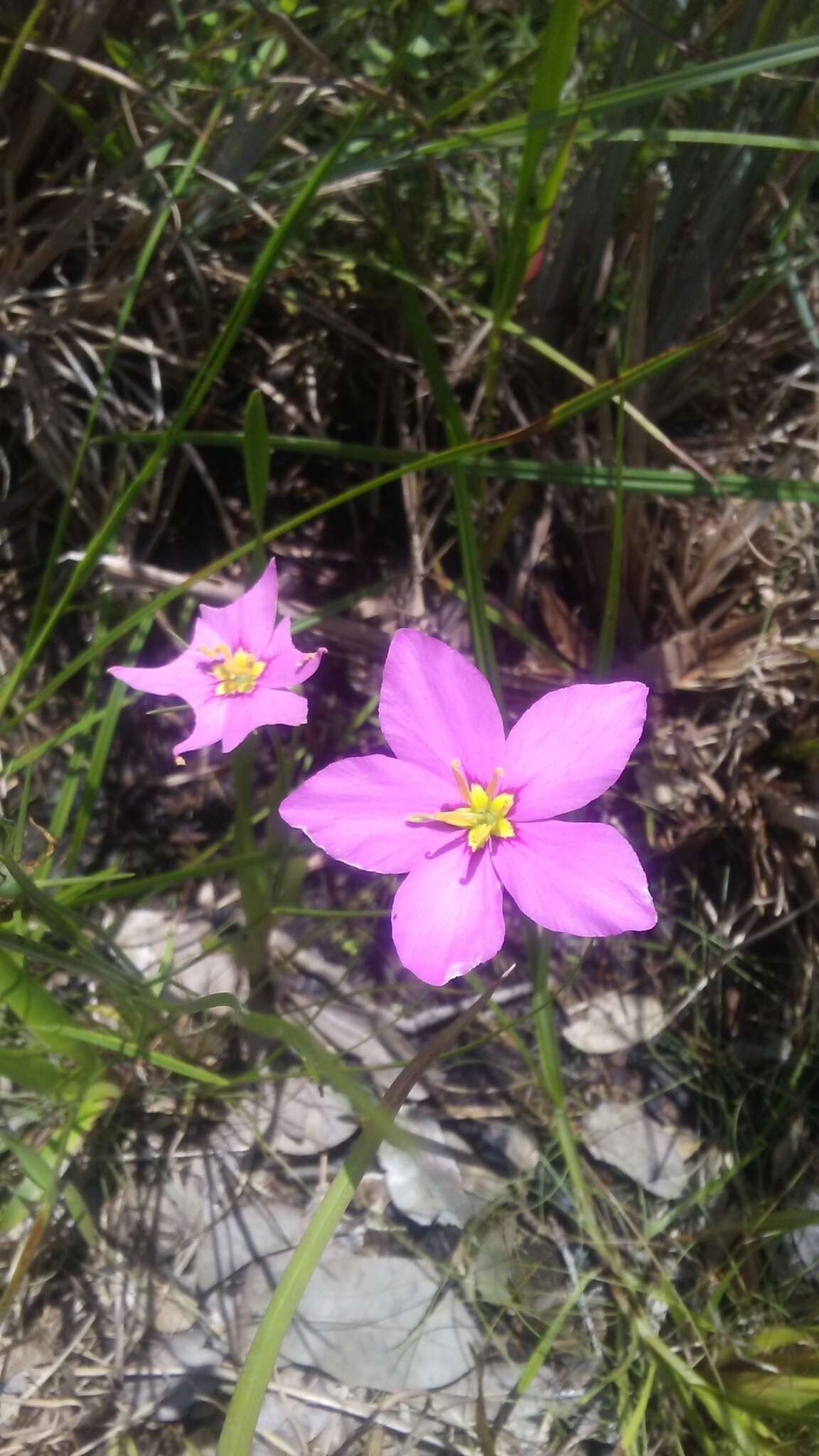 Image of largeflower rose gentian