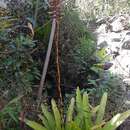 Image of Vriesea exaltata Leme