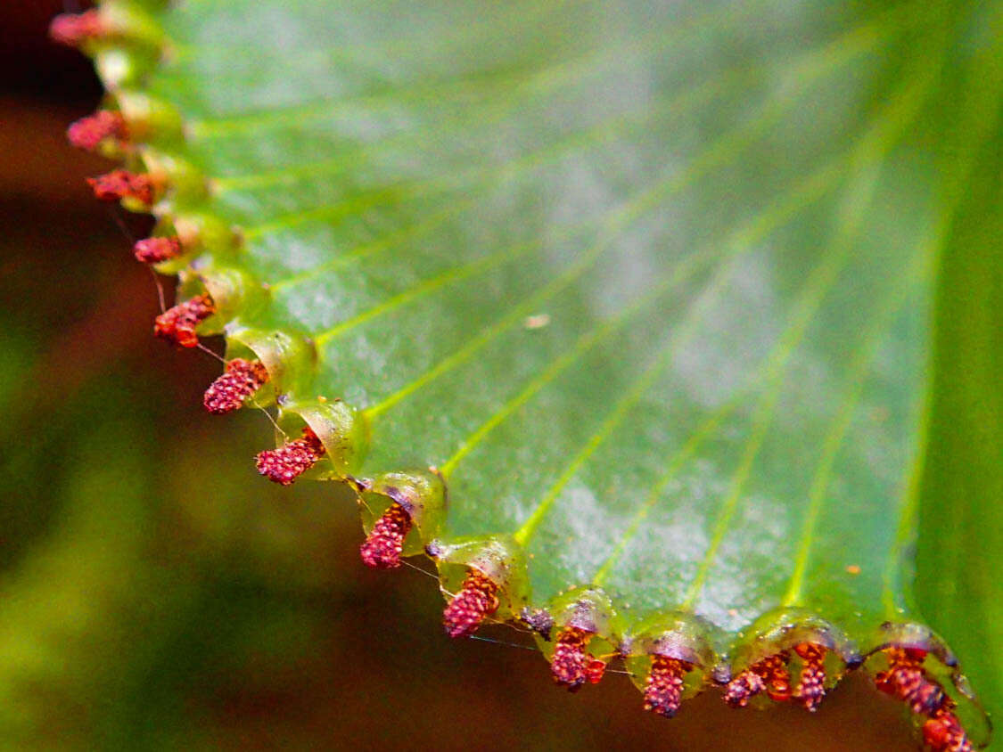 Hymenophyllum nephrophyllum Ebihara & K. Iwats.的圖片