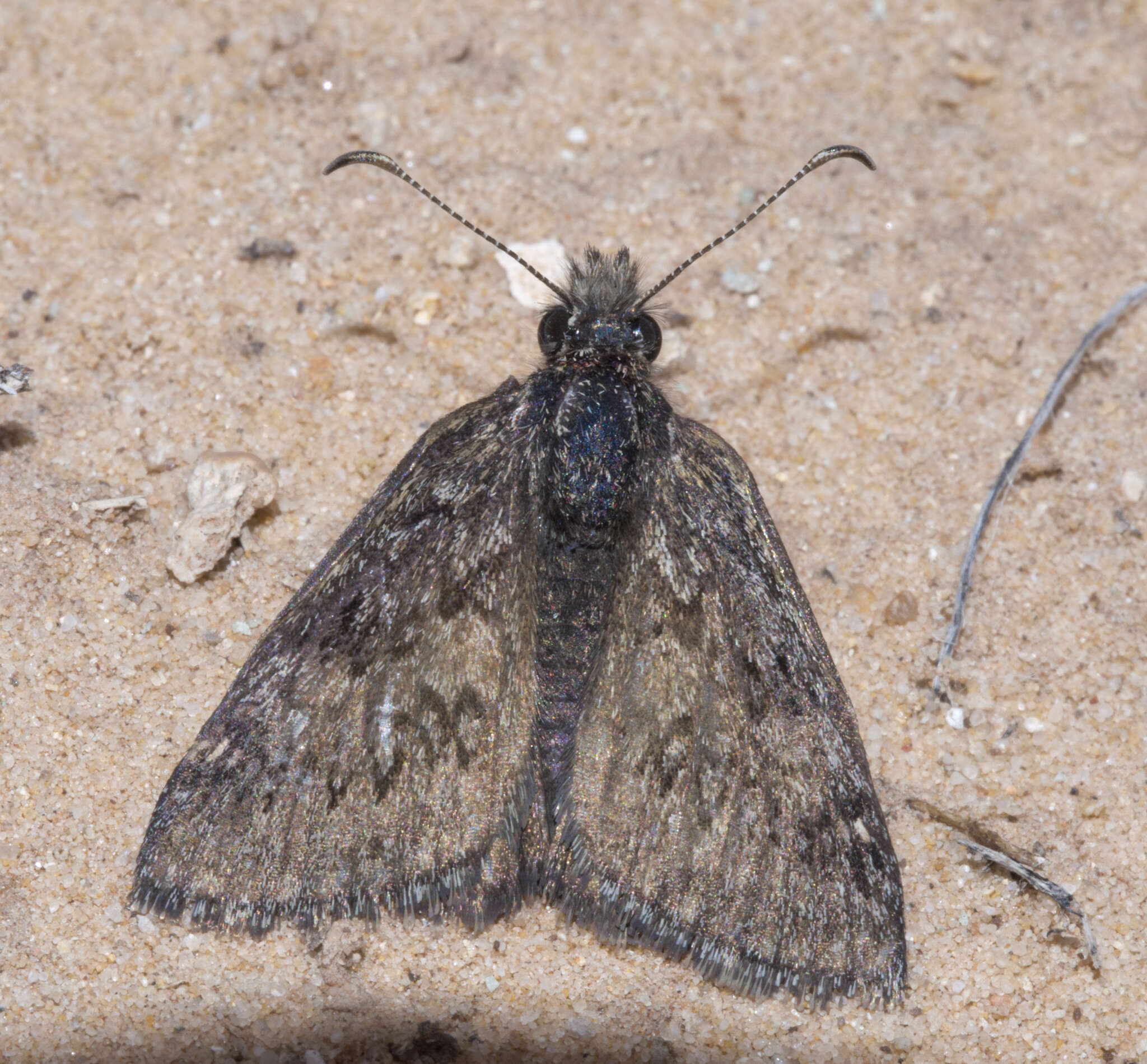 Image of Sleepy Duskywing