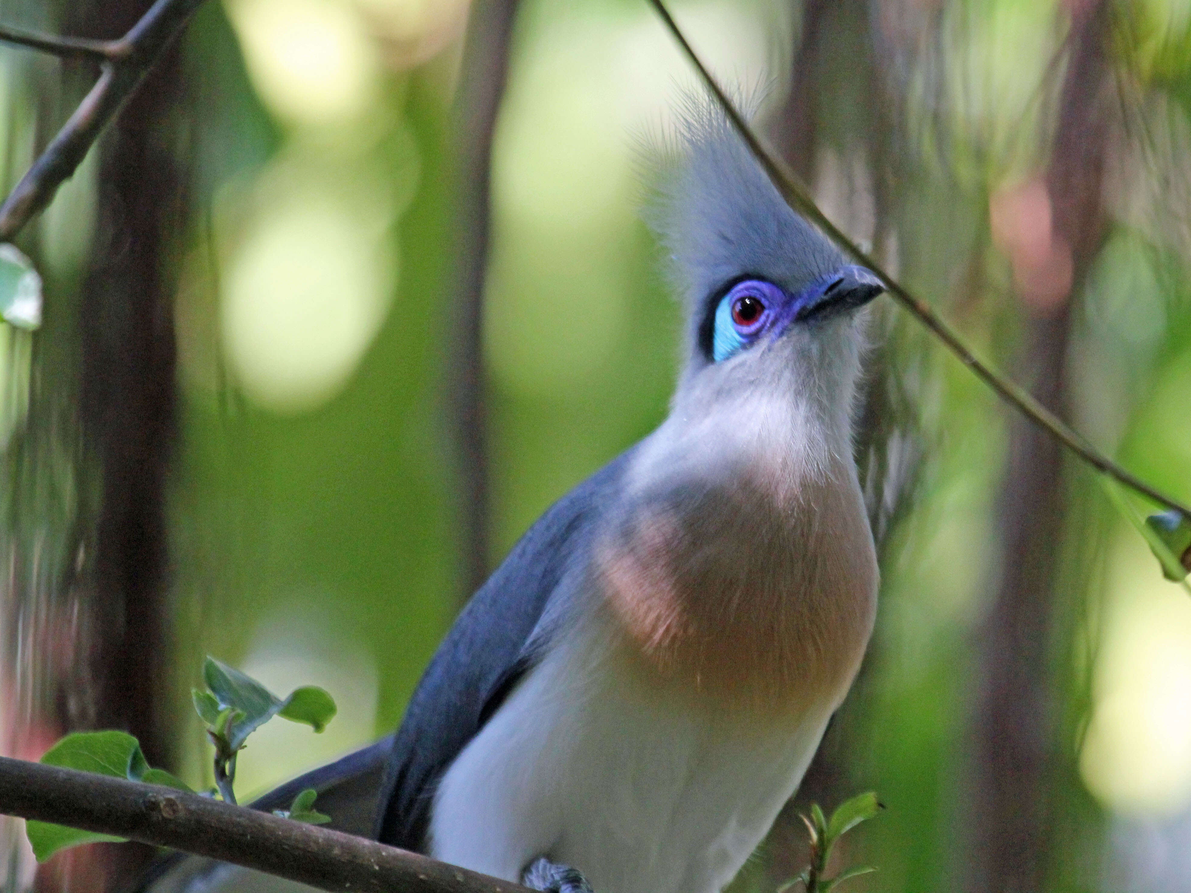 Image of Coua Schinz 1821